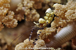 Peacock-Tail Anemone Shrimp on a Flower Anemone at "Small... by Mark Hoevenaars 